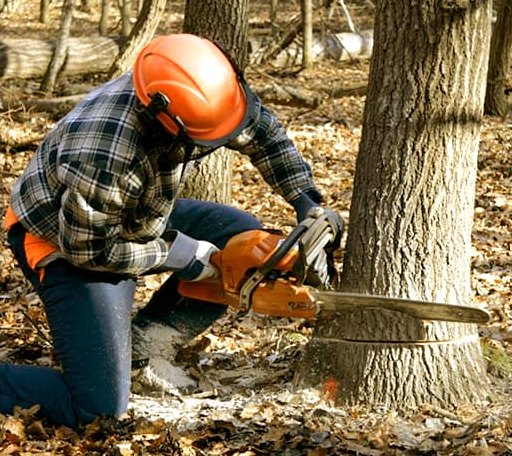 Tree Removal in Tulia, TX
